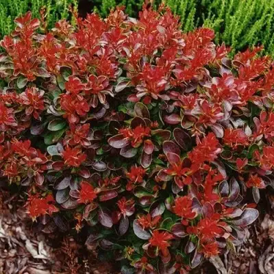 Барбарис КАРМЕН тунберга в Дзержинске