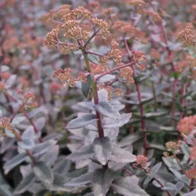 Очиток (седум) РЭЙН КСЕНОКС видный в Дзержинске