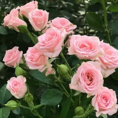 Роза КЛАССИК ЛИДИЯ спрей в Дзержинске