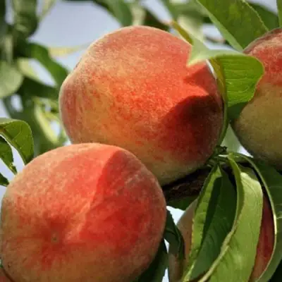 Персик ВУЛКАН в Дзержинске