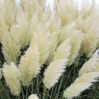 Кортадерия белая (пампасная трава) в Дзержинске