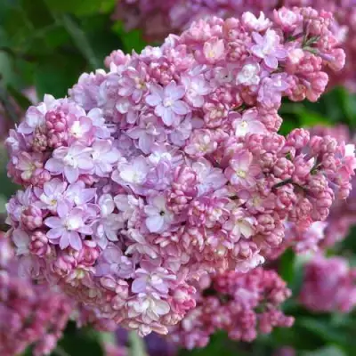 Сирень ПАМЯТЬ О ВЕХОВЕ в Дзержинске