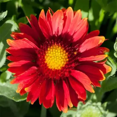 Гайлардия АРИЗОНА РЕД ШЕЙДС в Дзержинске