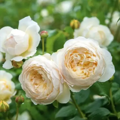 Роза КЛЭР ОСТИН английская в Дзержинске