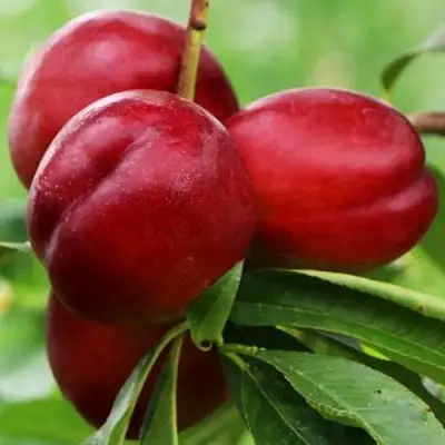 Нектарин КРЫМЧАНИН в Дзержинске