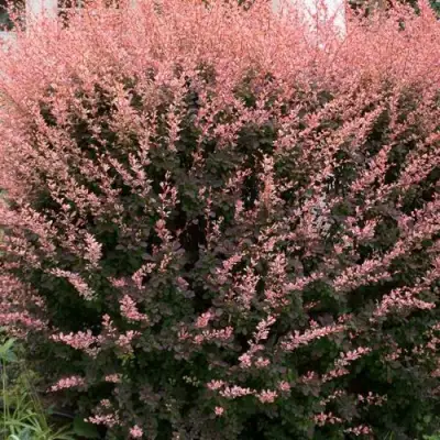 Барбарис РОУЗ ГЛОУ тунберга в Дзержинске