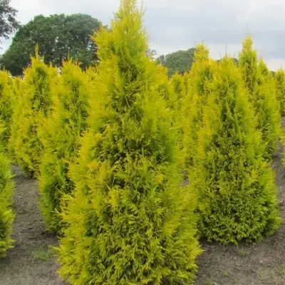 Туя САНКИСТ западная в Дзержинске