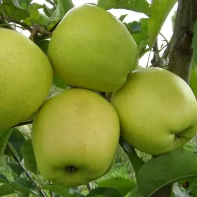 Яблоня КОШТЕЛЯ в Дзержинске