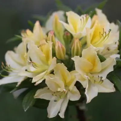 Азалия ДАВИЗИ листопадная в Дзержинске