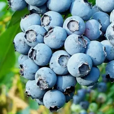 Голубика БРИГИТТА БЛЮ в Дзержинске