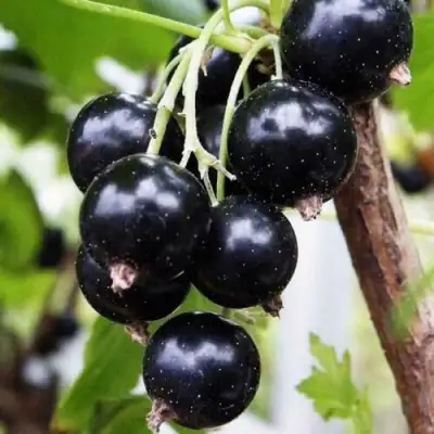 Смородина чёрная ДЕЛИКАТЕСНАЯ в Дзержинске