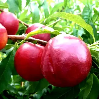 Нектарин ХАРКО в Дзержинске