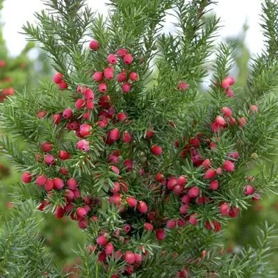 Тис ХИКСИ средний в Дзержинске