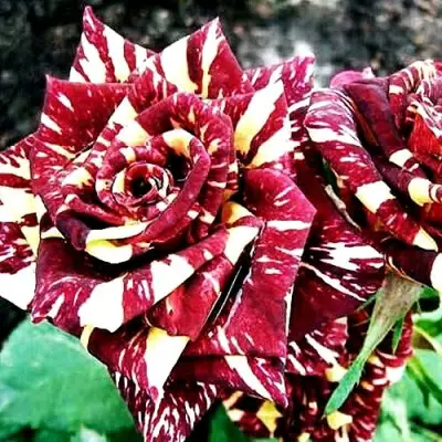 Роза ФОКУС ПОКУС флорибунда в Дзержинске