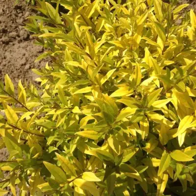 Бирючина АУРЕА обыкновенная в Дзержинске