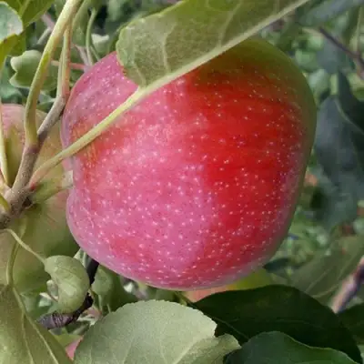 Яблоня АЛЬВА в Дзержинске