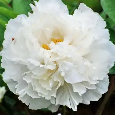 Пион БЕЛЫЙ СНЕГ древовидный в Дзержинске