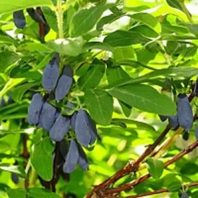 саженцы жимолости лебедушка