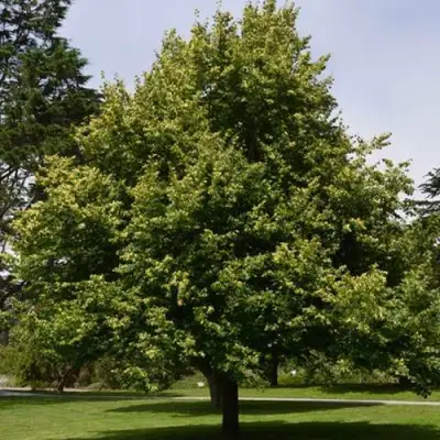 Липа сердцевидная в Дзержинске