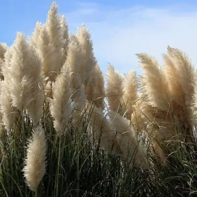 Кортадерия белая (пампасная трава) в Дзержинске