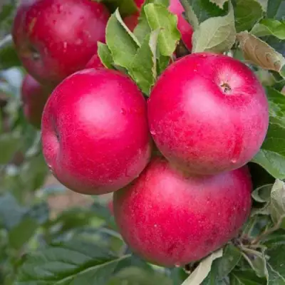 Яблоня РОЖДЕСТВЕНСКОЕ в Дзержинске