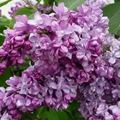 Сирень ГЕНЕРАЛ ПЕРШИНГ в Дзержинске