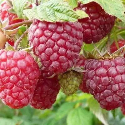 Малина ПОЛЬКА (ПОЛКА) в Дзержинске