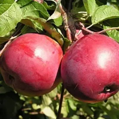 Яблоня ДАРУНАК в Дзержинске