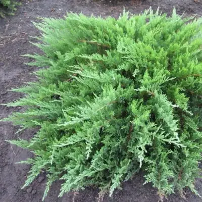 Можжевельник ТАМАРИСЦИФОЛИЯ казацкий  в Дзержинске