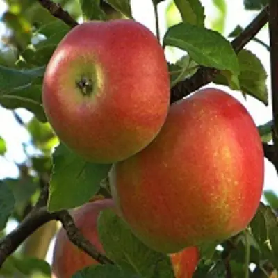 Яблоня ПЕРСИКОВАЯ в Дзержинске