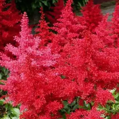 Астильба ЭТНА Арендса в Дзержинске