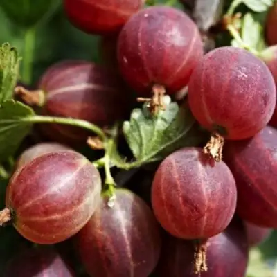 Крыжовник ХИННОМАКИ РОТ в Дзержинске