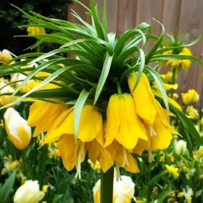 Рябчик ЛЮТЕЯ императорский в Дзержинске