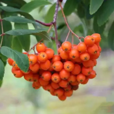 Рябина ВЕФЕД сладкоплодная в Дзержинске