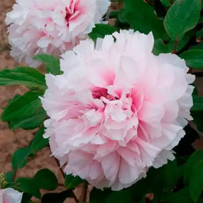 Пион ПЕРСИК ПОД СНЕГОМ древовидный в Дзержинске