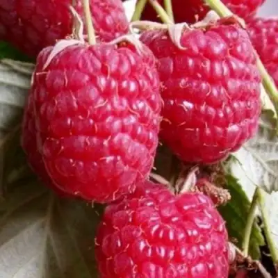 Малина ГЕРАКЛ в Дзержинске