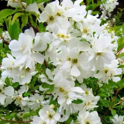 Экзохорда ЗЕ БРАЙД в Дзержинске