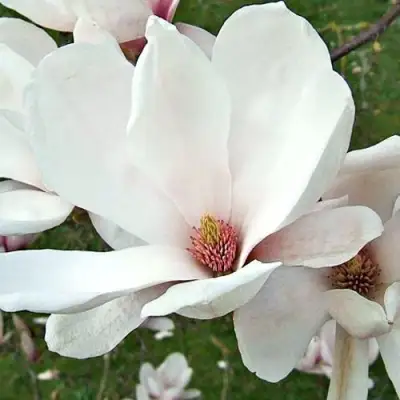 Магнолия АЛЬБА СУПЕРБА в Дзержинске