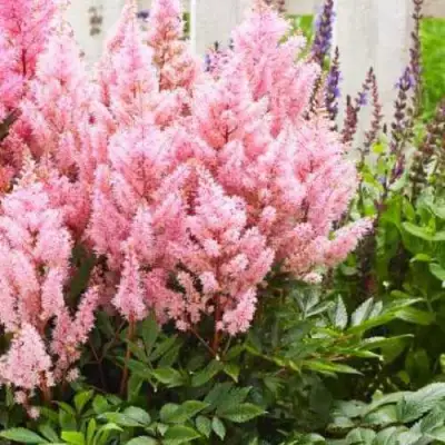 Астильба ЛУК ЭТ МИ японская в Дзержинске