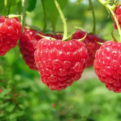 Малина ПРОСТО ПРЕЛЕСТЬ (СТОЛЕШНИК) в Дзержинске