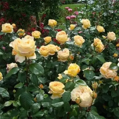 Роза КЕНДЛАЙТ чайно-гибридная в Дзержинске