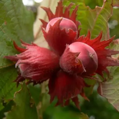 Фундук МОСКОВСКИЙ РУБИН в Дзержинске