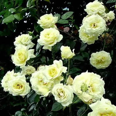 Роза ЭЛЬФ плетистая в Дзержинске