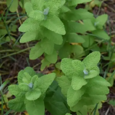 Мята АПФЕЛМИНЦЕ в Дзержинске