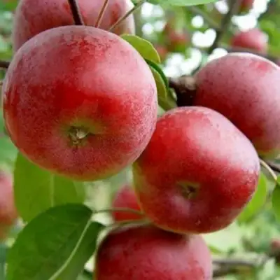Яблоня АНТЕЙ в Дзержинске