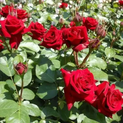 Роза ЭКСПЛОРЕР чайно-гибридная в Дзержинске