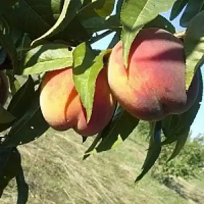 Персик СОФГАФЕН в Дзержинске