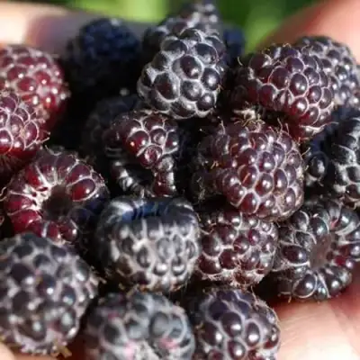 Малина БРИСТОЛЬ в Дзержинске