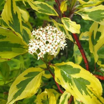 Дерен ШПЕТА белый в Дзержинске