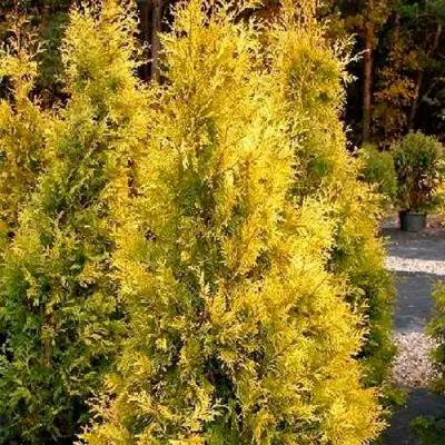 Туя ЕВРОПА ГОЛД западная в Дзержинске